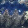 One giant clam contains a month‑by‑month diary of the Great Barrier Reef's climate 200 years ago