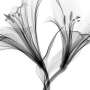 Petal 'windows' affect the abundance of microbes within flowers