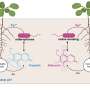 Plant-bacteria partnership reveals how roots access iron locked in soil