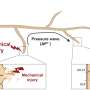 Plant root injuries unleash pressure waves that travel long distances