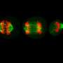 Previously overlooked protein helps cells divide correctly