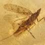 Rare insect discovery reveals a new species from the dinosaur age