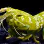 Red-sensitive pigments in mantis shrimp eyes act as reversible light switches
