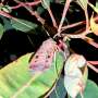 Return of swarming moth spectacle has Australia in a flutter