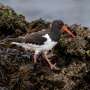 Rising seas threaten the world's migratory shorebirds