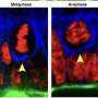 Scientists discover cell division does more than make new cells: It helps reshape tissues