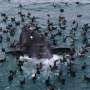 Scientists search for answers as baby whales wash up dead in Argentina