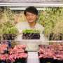 Scientists supercharge plant immunity to boost its natural defense response