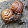 Scientists uncover mystery of how snail shells coil to the right or to the left