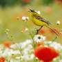 Small fields, great diversity: How a diverse patchwork of crops helps birds