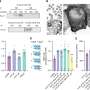 Small protein helps amplify cell signals from receptors targeted by many medicines