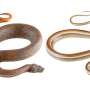 Snakes' appearances linked to how scary or appealing people find them