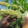 Sorghum may help European agriculture face climate change