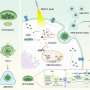 Spinach nanoparticles help failing rat hearts via 'borrowed photosynthesis'