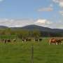 Study documents beef industry group's early efforts to counter climate concerns