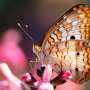 The genetic switch behind the butterfly's enhanced visual world of color