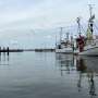 The herring fishery that took 400 years to rebound—and what it teaches us today