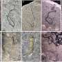 Tiny fossils reveal a missing chapter of ocean life after Snowball Earth