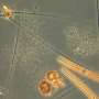 Tiny photosynthetic organisms help transport carbon to the depths of the Baltic Sea
