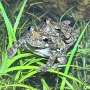 Too many males to choose from can overwhelm female frogs—and change who gets to mate