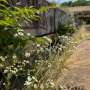 Urban environments may be the ultimate training grounds for invasive species