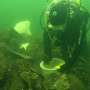 Vitamin B1 gains in wild lake trout embryos challenge assumptions drawn from hatcheries