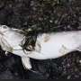 What a swordfish washing up on British Columbia's coast says about our changing oceans