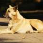 What can free‑living Indian street dogs teach us about how to care for pet dogs?