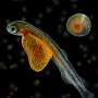 Whole genome duplication shaped the evolution of the salmon family