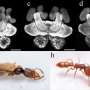 Why some young ants start hunting and caring for others early