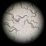 Worm experiments reveal how epigenetic effects persist across generations