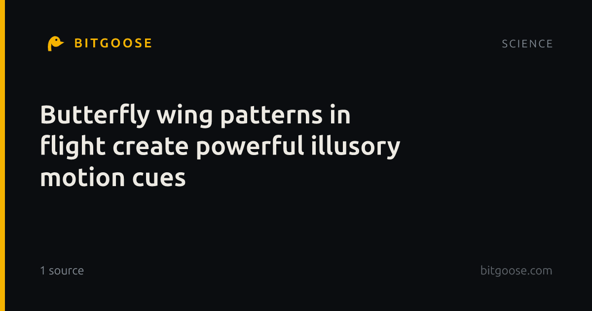 Butterfly wing patterns in flight create powerful illusory motion cues