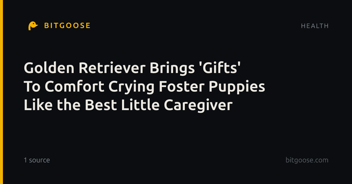 Golden Retriever Brings 'Gifts' To Comfort Crying Foster Puppies Like the Best Little Caregiver