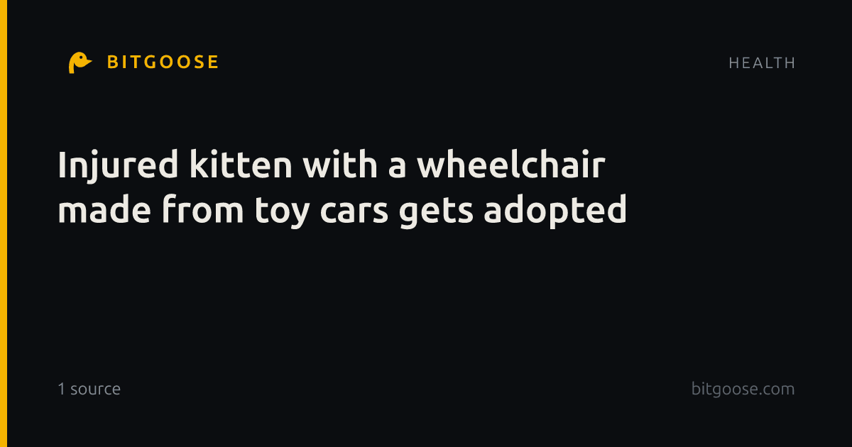 Injured kitten with a wheelchair made from toy cars gets adopted