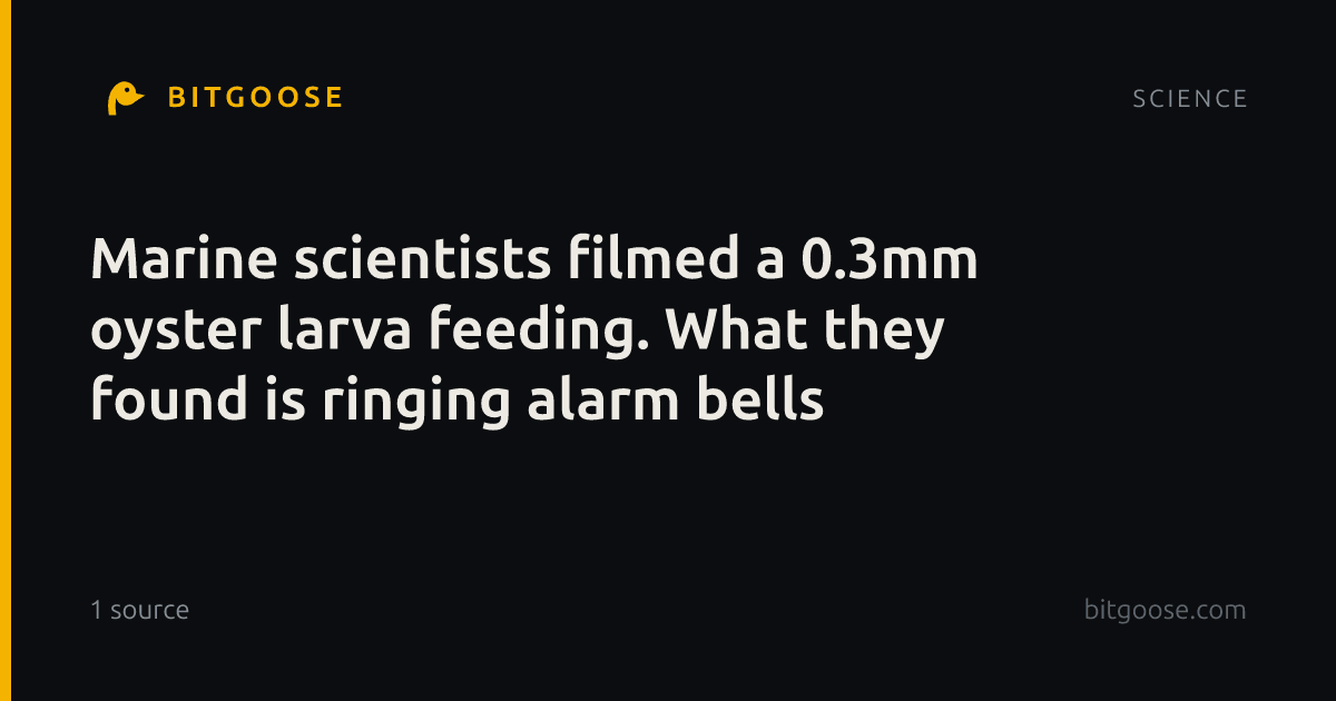 Marine scientists filmed a 0.3mm oyster larva feeding. What they found is ringing alarm bells