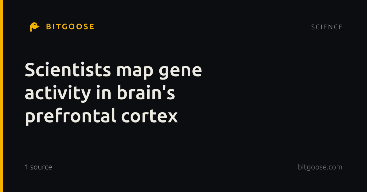 Scientists map gene activity in brain's prefrontal cortex