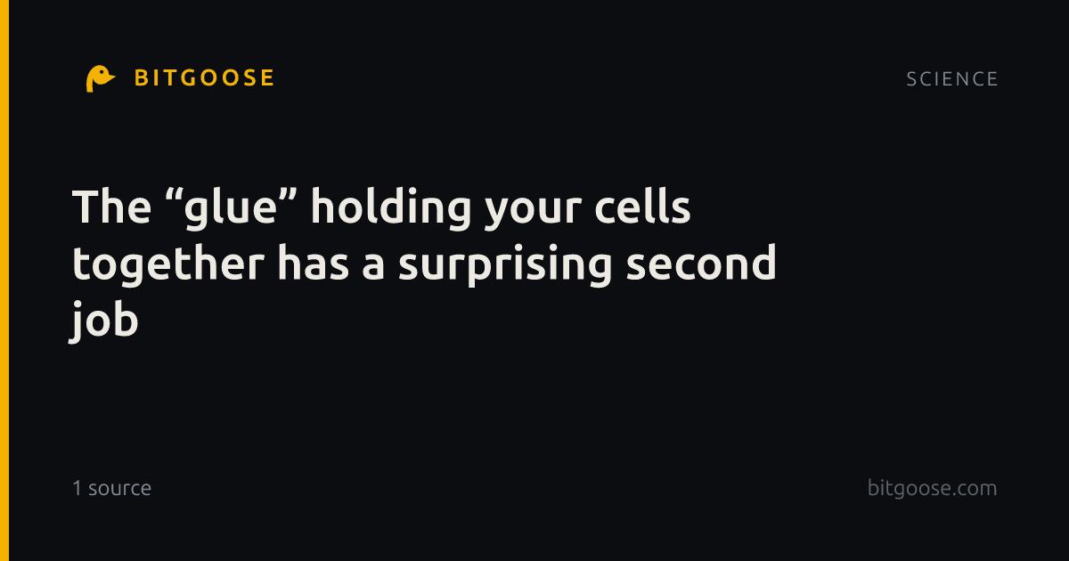 The “glue” holding your cells together has a surprising second job